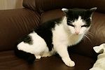 cat02