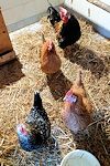 chickens