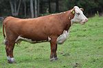 cows01