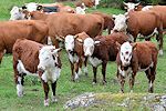 cows02