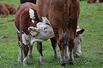cows03