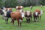 cows04