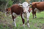 cows04