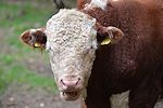 cows04