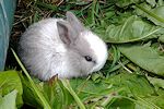 rabbit02