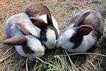rabbit03