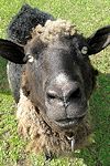 sheep